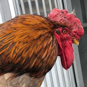 Meet your Posher, Taborah